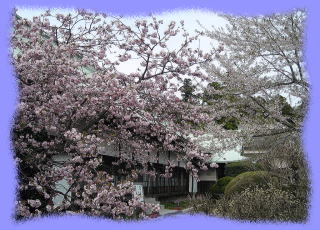 春の境内 鹿野山神野寺